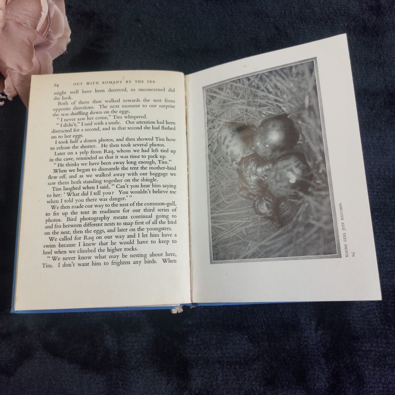1941 Romany Out by the Sea  Bramwell Evens Hardcover BBC Nature Book edit first 8