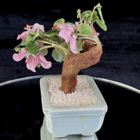 Thumbnail for Hand-Carved Bonsai Jade/Stone Tree Figurine - Pink Flowers & Green Leaves gift7