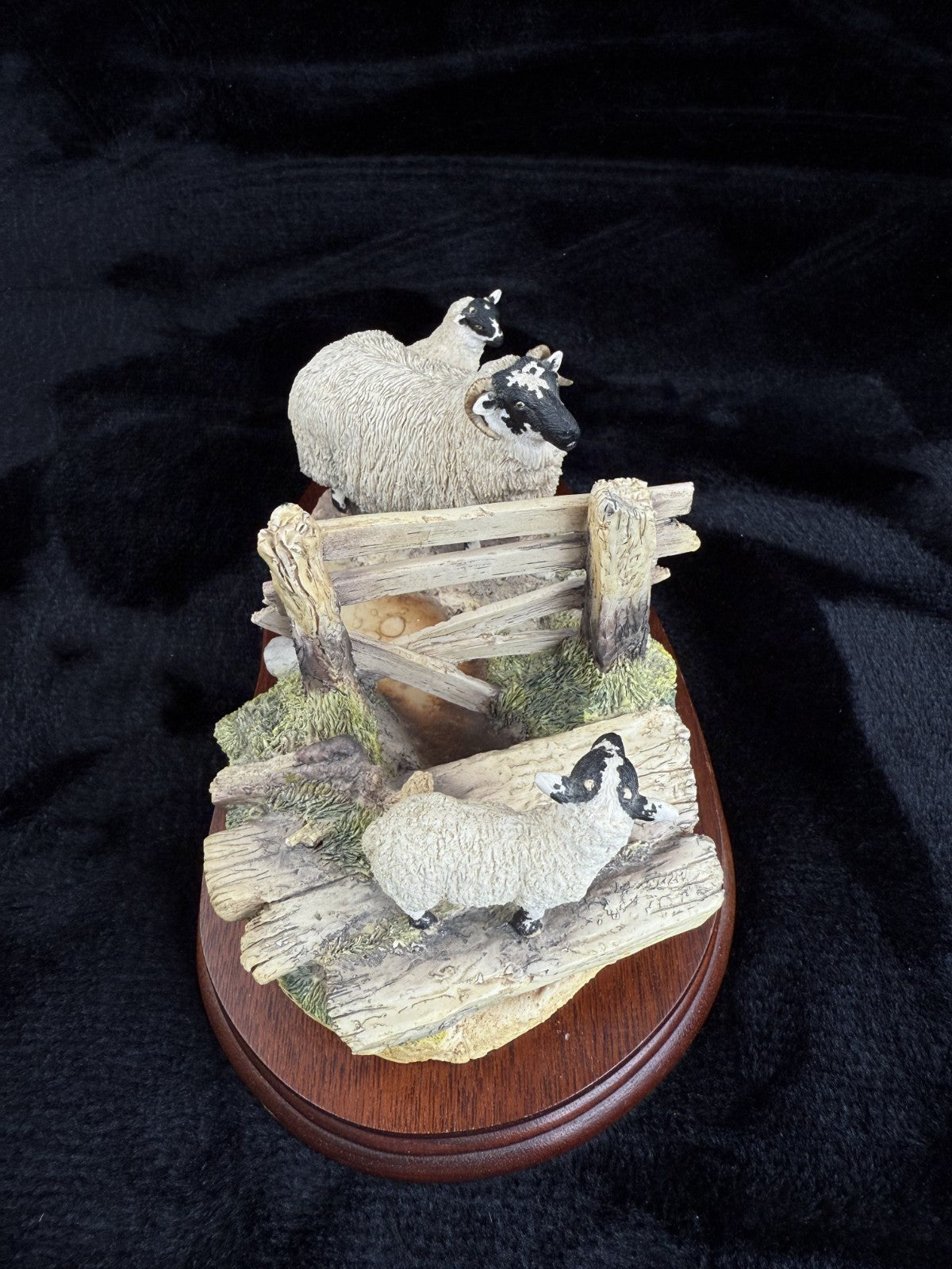 Border Fine Arts "Wrong Side of the Fence" Limited Edition sheep Figurine8