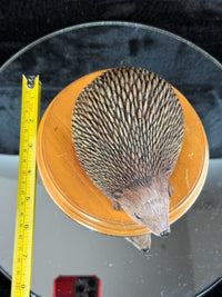 Thumbnail for Hand‑Painted Hedgehog on Wooden Plinth – Wildlife Figure / Ornament Resin? Gift2