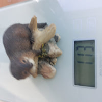 Thumbnail for Border Arts Fine Otter First Outing Figurine 2.5
