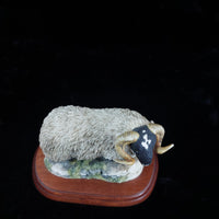 Thumbnail for Border Fine Arts 1995 Black Faced Tup Figurine by Anne Wall The County Show4
