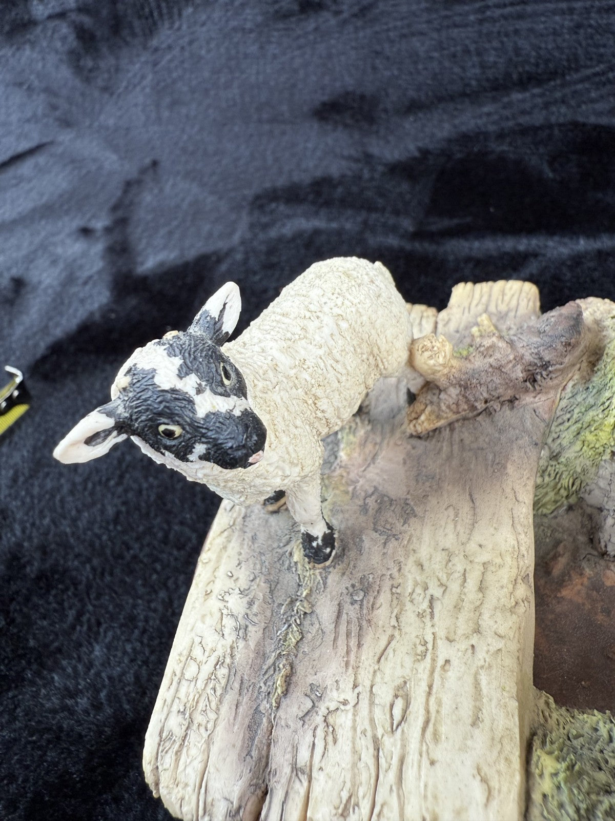 Border Fine Arts "Wrong Side of the Fence" Limited Edition sheep Figurine11
