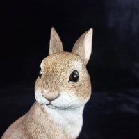 Thumbnail for Border Fine Arts Rabbit Collectible Figurine 2004 BFA Scotland 17cm, 638g decor2
