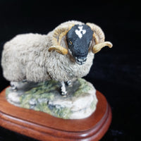 Thumbnail for Border Fine Arts 1995 Black Faced Tup Figurine by Anne Wall The County Show5