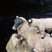 Thumbnail for Border Fine Arts 1980s D Walton Scottish Black Face Sheep Family Highland10