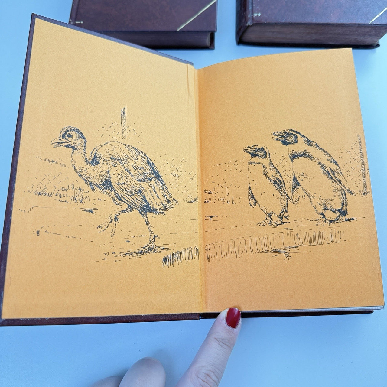 Companion Book Club Set x 3 1970s Gerald Durrell Reeman Markham Bond Decor Style6