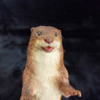 Thumbnail for Artists Country Otter Signed Victor Griffiths Figurine Wildlife Sculpture 7in de7