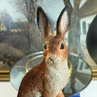 Thumbnail for Border Fine Arts Field Study Hare B0982 Boxed Wildlife Figurine Ornament7