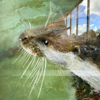 Thumbnail for Otter in Water Signed Shirley Williams original Watercolor Painting framed large4