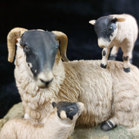 Thumbnail for Border Fine Arts 1980s D Walton Scottish Black Face Sheep Family Highland9