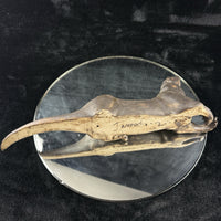 Thumbnail for Signed Otter Sculpture Set Bronze Effect Ceramic 1992 Wildlife Figurines Decor14