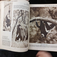 Thumbnail for 1934 The Story of the World in Pictures Edition Hardback Harley decor vtg book.7