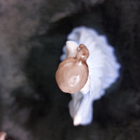 Thumbnail for Collector's A Dream: Rare Coalport 