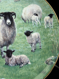 Thumbnail for Border Fine Arts The 