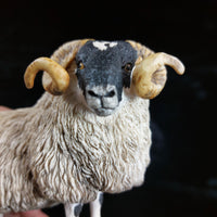 Thumbnail for Border Fine Arts 1995 Black Faced Tup Figurine by Anne Wall The County Show13