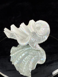 Thumbnail for Vintage 1953 Royal Worcester Bone China Iridescent Shell Figurine/Dish  Model G3