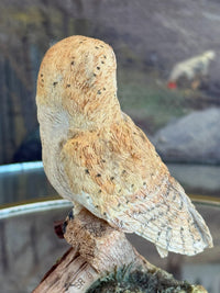 Thumbnail for 1997 Fine Border Arts 'Night Watch' Barn Owl Figurine B0175 by Ray Ayres Boxed.11
