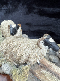 Thumbnail for Border Fine Arts Limited Edition Sheepdog and Shepherd Figurine10