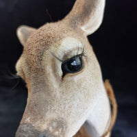 Thumbnail for Country Artists Deer Young & Enchanted 12in Figurine 01911 Hand Painted repaired8