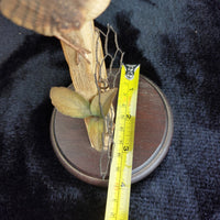 Thumbnail for Fine Border Arts Wren on Post RB9 1990 Figurine Scotland Hand Made Bird Sculptur3