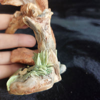 Thumbnail for Border Fine Arts Squirrel Figurine Handmade Scotland Wildlife 6” Tree Stump Deco6