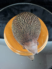 Thumbnail for Hand‑Painted Hedgehog on Wooden Plinth – Wildlife Figure / Ornament Resin? Gift13