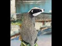 Border Fine Arts "Woodland Ramble" Badger boxed with certificate collectable gift